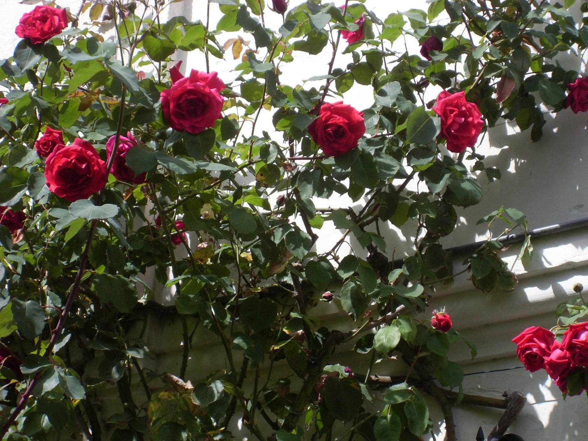 La Heraudiere Bed & Breakfast Tours Oda fotoğraf