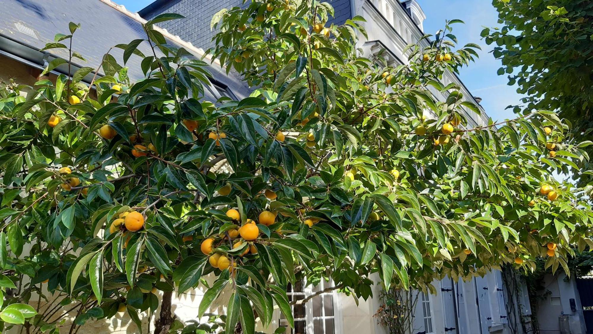 La Heraudiere Bed & Breakfast Tours Dış mekan fotoğraf